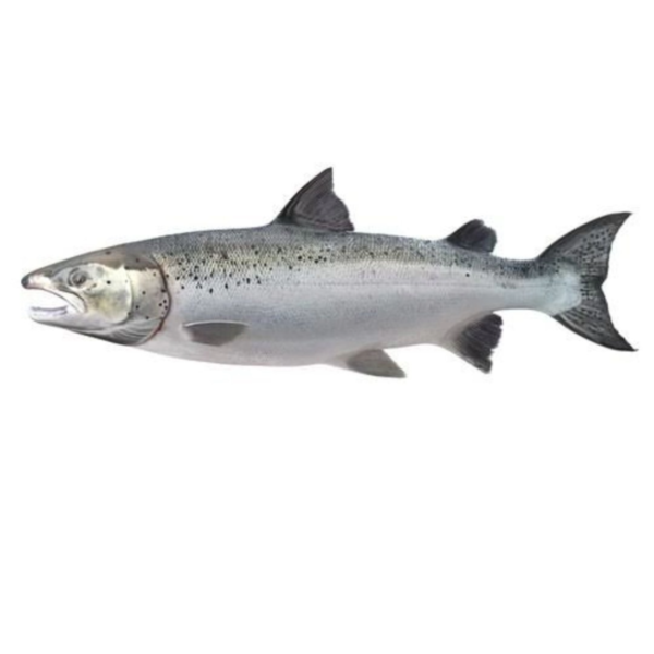Wholesale Salmon Fish supplier