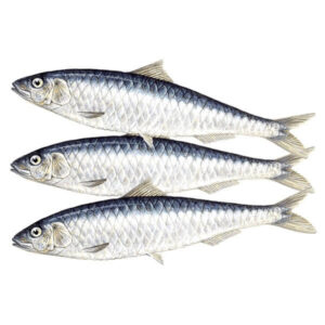 Wholesale Sardine Fish supplier