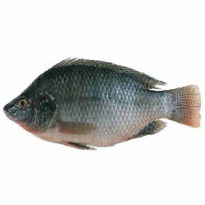 Wholesale Tilapia Fish supplier